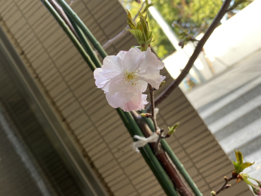 イラク大使館の桜2