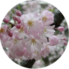 ふくしま山桜