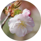 ふくしま大山桜