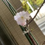 イラク大使館の桜2